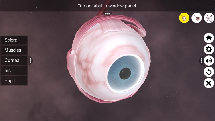 The Eye (Anatomy & Physiology)