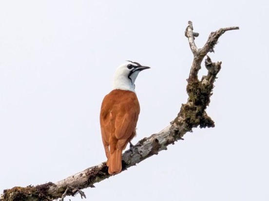 Costa Rica Birdsのおすすめ画像4
