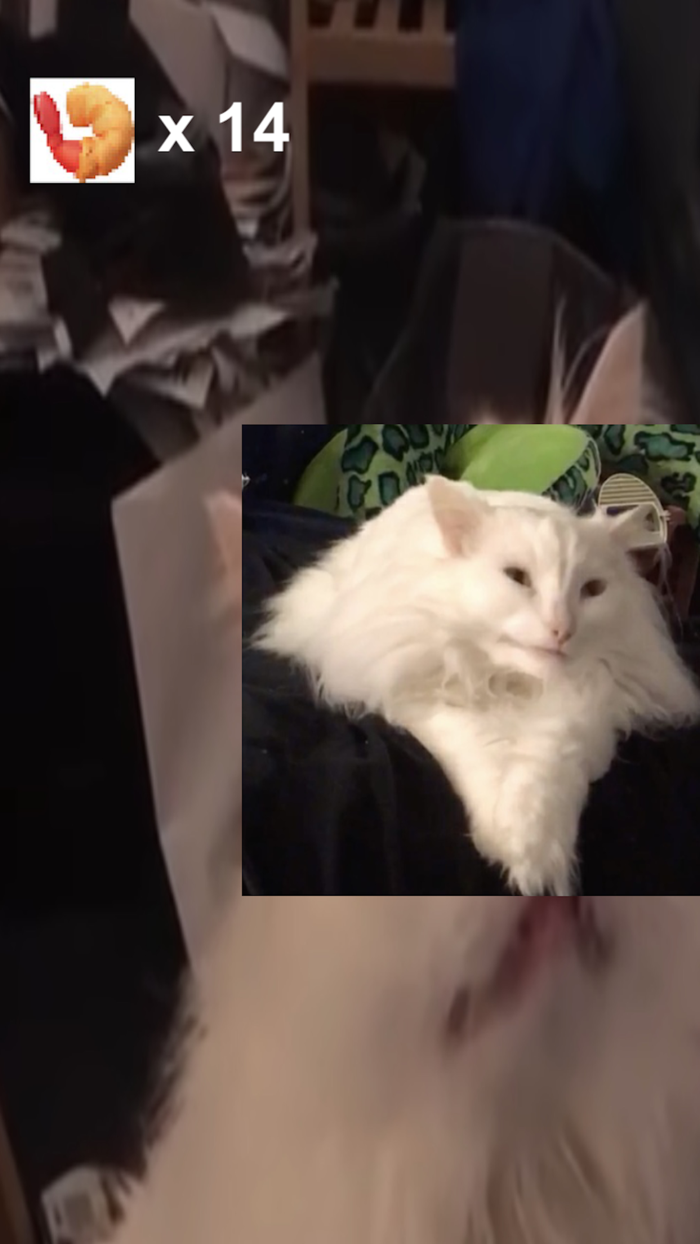 Thurston Waffles MDHE