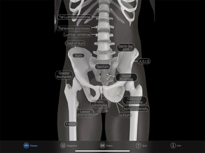 Skeletal Anatomy 3D