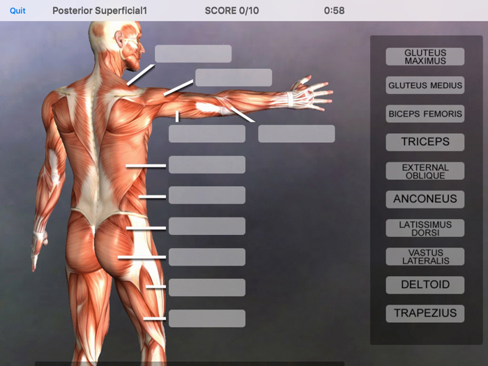 Muscle and Bone Anatomy 3D