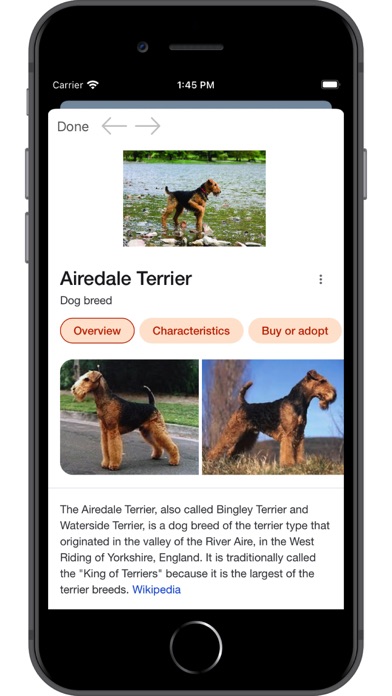 Dog Breed AI Screenshot