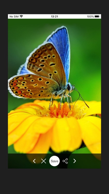 HD Wallpapers for Butterfly