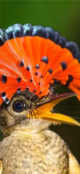 Game screenshot All Birds Venezuela - guide apk