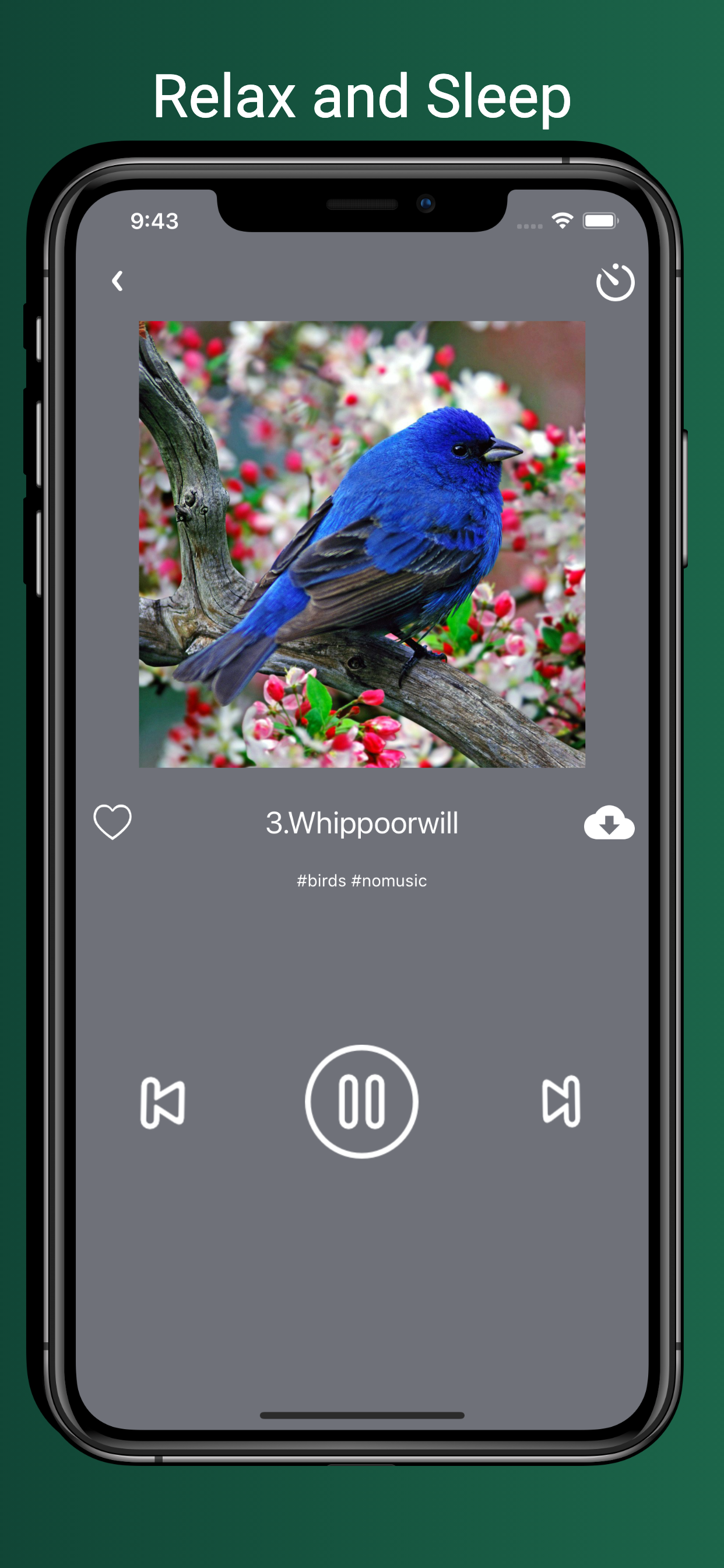 Bird Sounds!!!