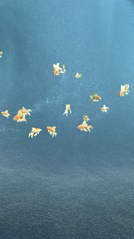 Game screenshot Koi - Aquarium hack