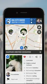 big city birds | spotteron iphone screenshot 1