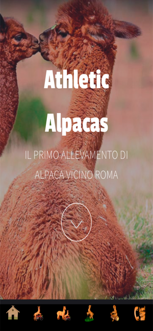 Athletic Alpacas(圖7)-速報App