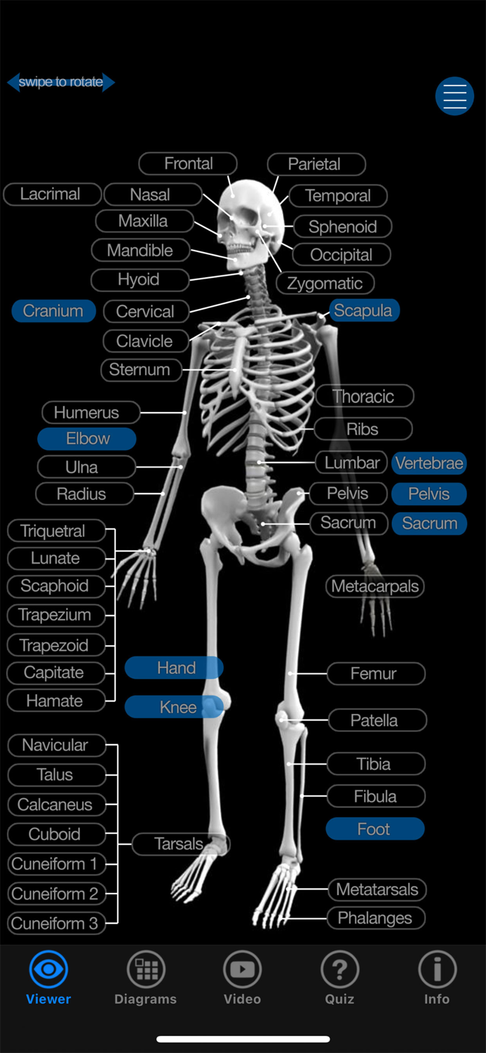 Skeletal Anatomy 3D