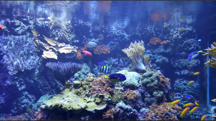 Screenshot #2 pour Aquarium Fish Tank HD