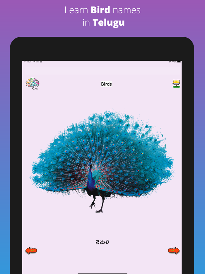 Learn Telugu Flash Cards