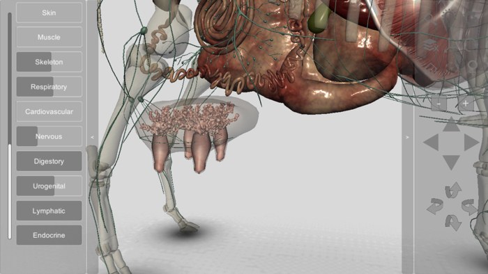 3D Bovine Anatomy