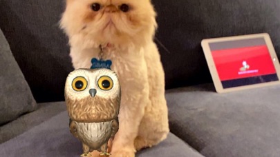 Rocky Owl AR Screenshot