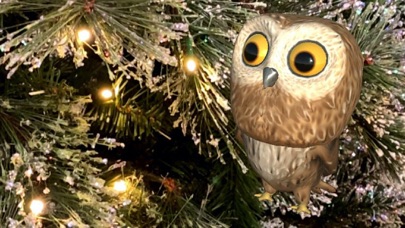 Rocky Owl AR Screenshot