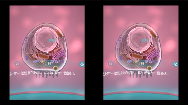 細胞分裂、減數分裂與生物的遺傳