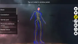 Game screenshot Human Nervous system apk