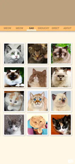 Game screenshot Cat Meow Kitten Sounds hack
