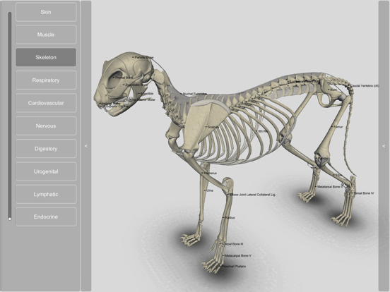3D Cat Anatomy iPad screenshot