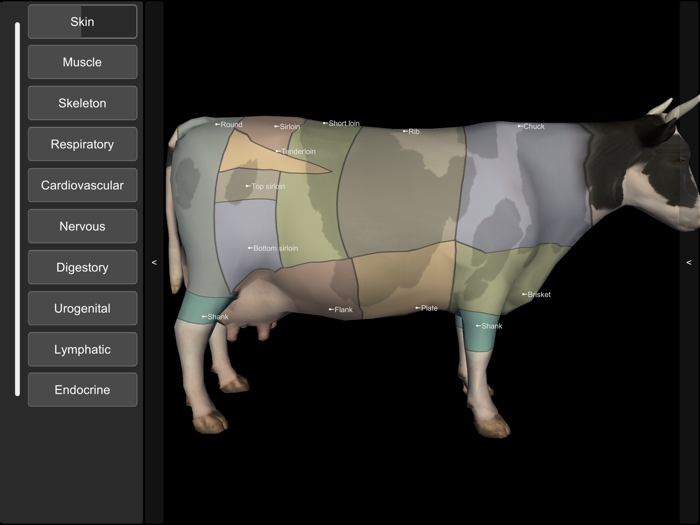 3D Bovine Anatomy