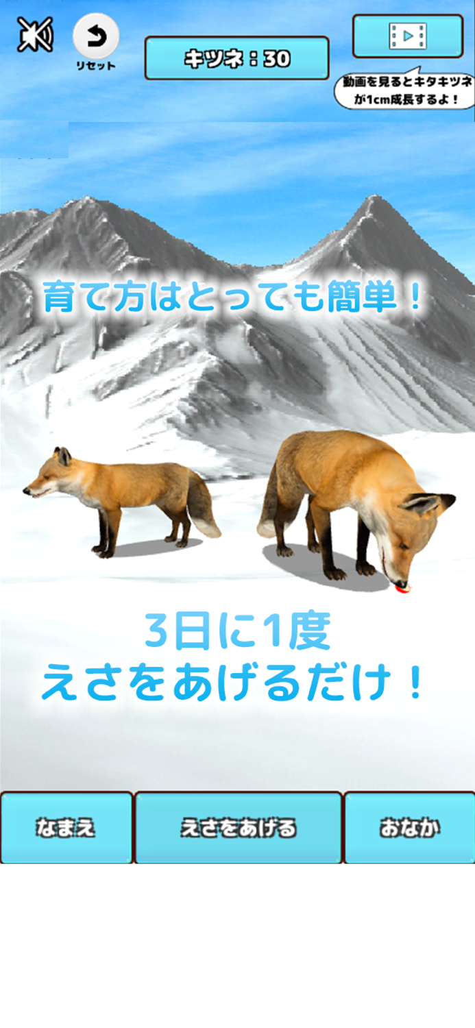 Cute Fox Healing Life