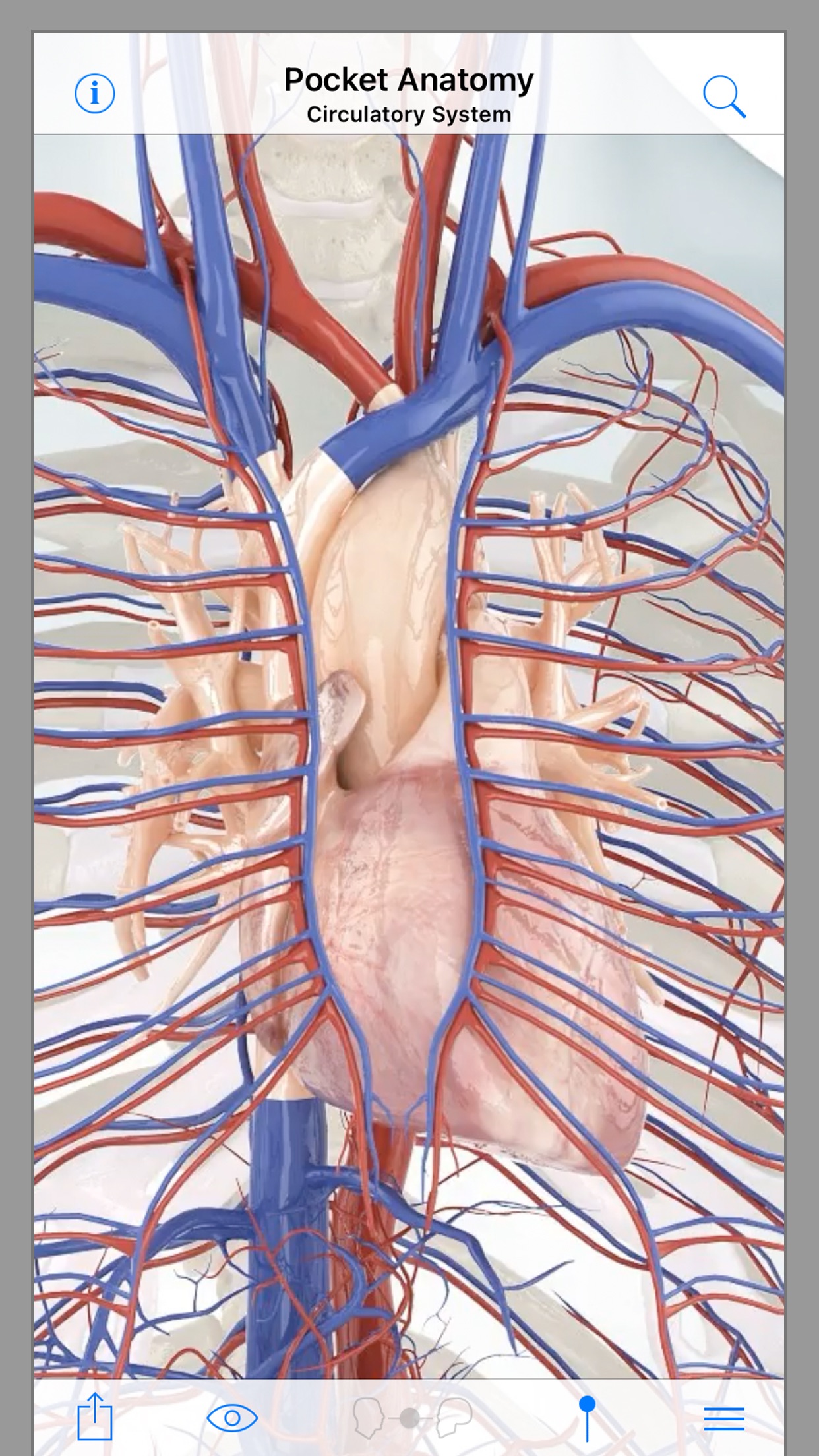 Screenshot do app Pocket Anatomy.