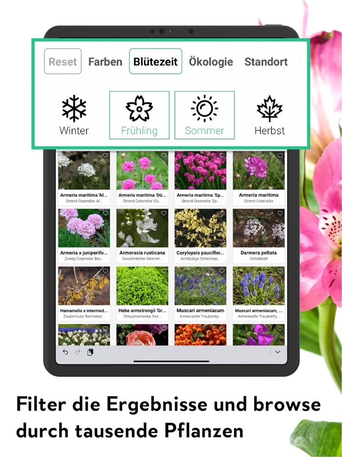 FlowerCam Gartenblumen kaufen