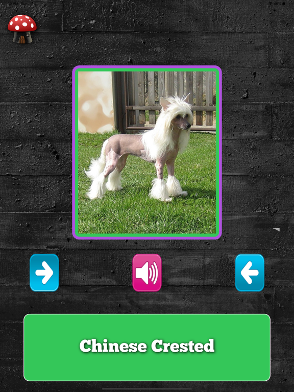 Screenshot #6 pour A Dogs Breed Quiz
