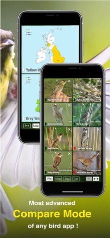 All Birds UK - the Photo Guideのおすすめ画像6