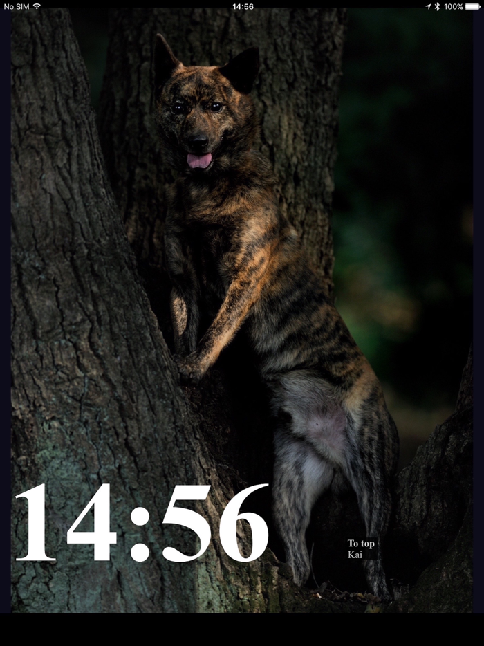 Moment - Time of dogs.