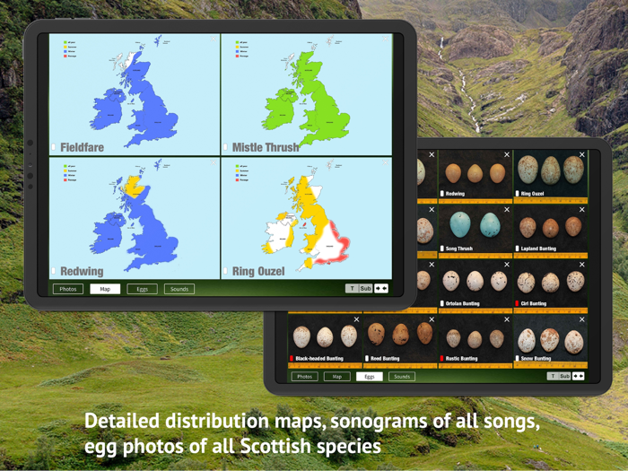 All Birds Scotland Photo Guide