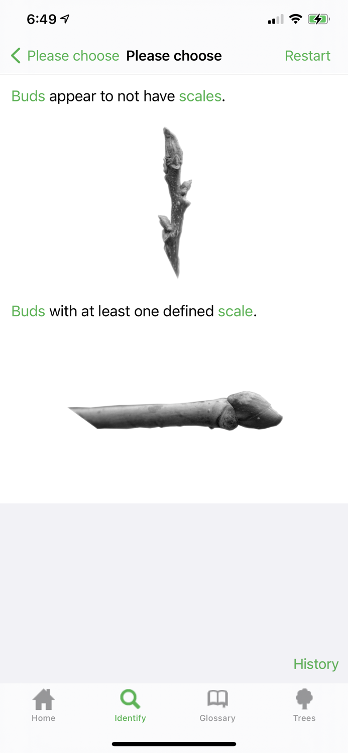 Identitree Starter Kit