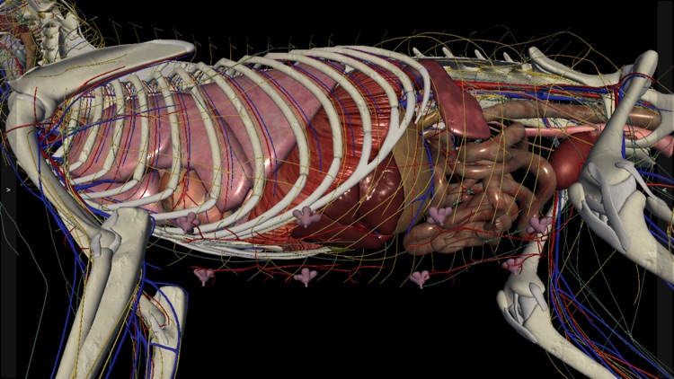 3D Cat Anatomy screenshot-5