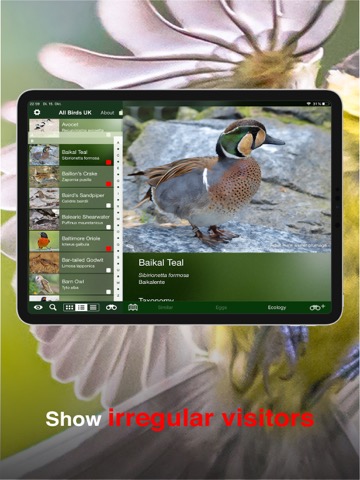 All Birds UK - the Photo Guideのおすすめ画像5