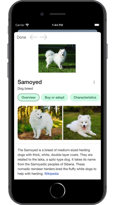Dog Breed AI Screenshot