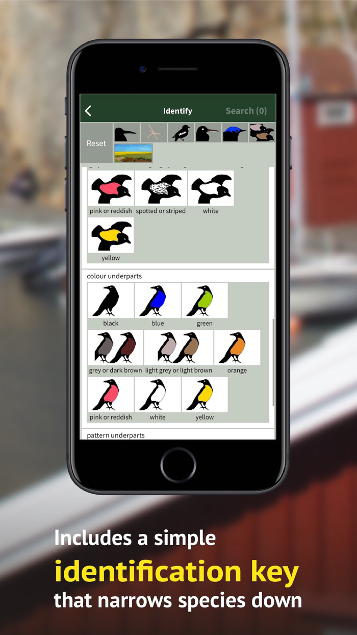 All Birds Sweden - Photo Guide