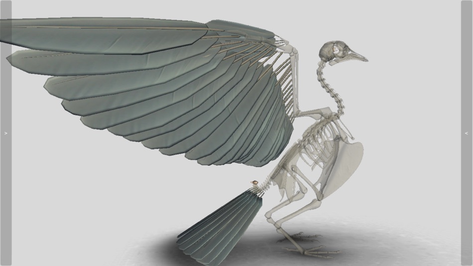 #5. 3D Bird Anatomy (iOS) Bởi: biosphera.org