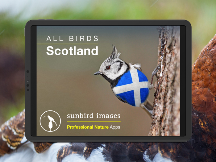 All Birds Scotland Photo Guide