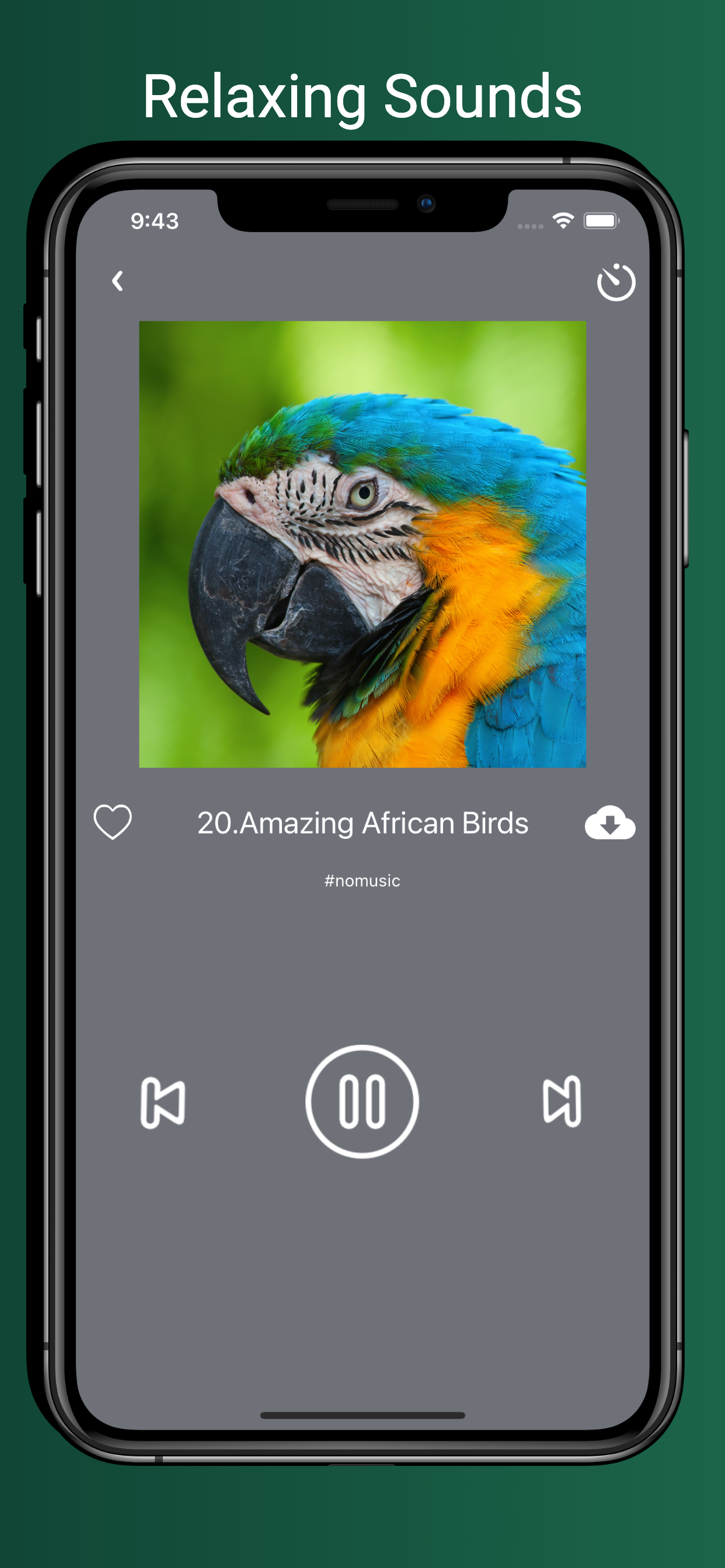 Bird Sounds!!!