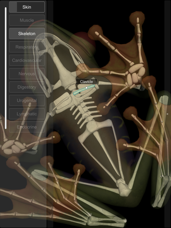 3D Frog Skeleton iPad screenshot 7 - Education app