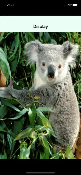 Game screenshot Australian Animal Alphabet hack