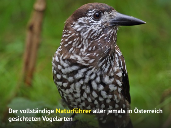 Screenshot #5 pour Alle Vögel Österreich