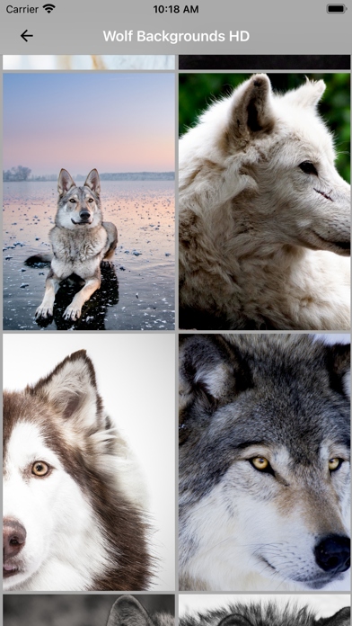 Wolf Backgrounds HD Screenshot