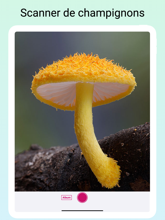 Screenshot #5 pour Identify Mushrooms