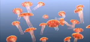 Jellyfish Chrysaora screenshot #4 for iPhone