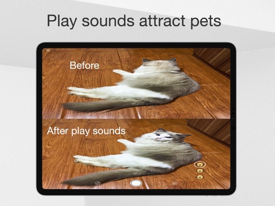 Screenshot #4 pour MeowCam-Play sound attract pet