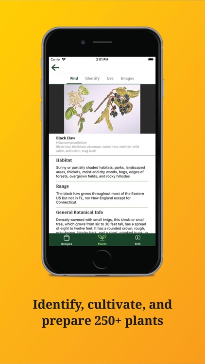 Foraging with the "Wildman"