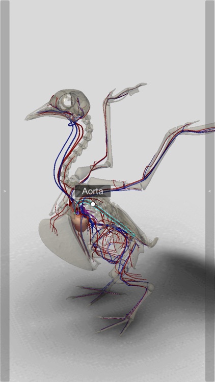 3D Bird Anatomy screenshot-7