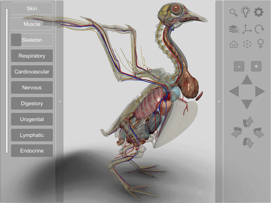 3D Bird Anatomy iPad screenshot 4 - Education app