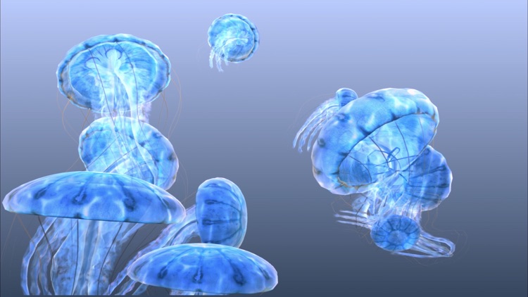 Jellyfish Chrysaora screenshot-4