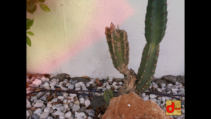 Dozak Disposable Camera